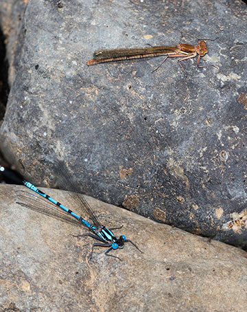 Metacnemis valida Blue Riverjack male and female
